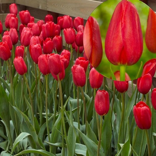Tulipa 'Sky High Scarlet' - Tulp 'Sky High Scarlet'